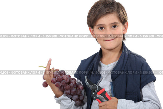 Young boy with secateurs and a bunch of grapes. Стоковое фото, фотограф Phovoir Images / Фотобанк Лори