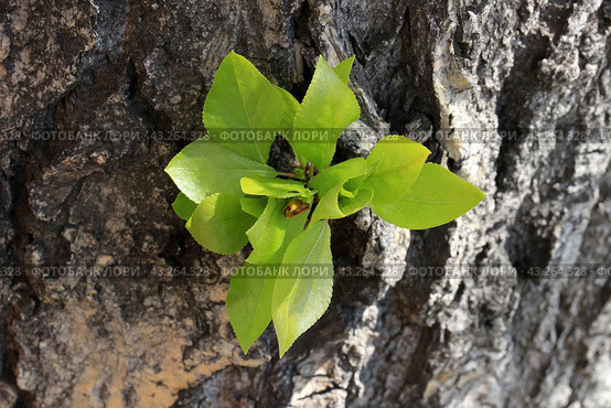Young budding poplar leaves on a large old trunk in the spring. Стоковое фото, фотограф Светлана Ильева (Иванова) / Фотобанк Лори