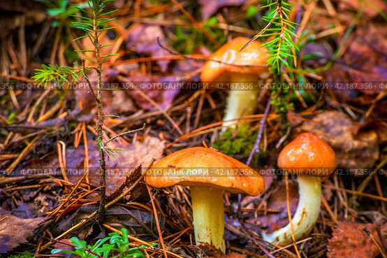 young butter mushrooms grow in a pine forest after rain. Стоковое фото, фотограф Акиньшин Владимир / Фотобанк Лори