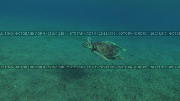 Young female Green Sea Turtle (Chelonia mydas) with Remora fish (Echeneis naucrates) swims and maneuvers over the sandy bottom, Red sea, Marsa Alam, Abu Dabab, Egypt. Стоковое видео, видеограф Некрасов Андрей / Фотобанк Лори