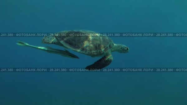 Young female Green Sea Turtle (Chelonia mydas) with Remora fish (Echeneis naucrates) swims in the blue water, Red sea, Marsa Alam, Abu Dabab, Egypt. Стоковое видео, видеограф Некрасов Андрей / Фотобанк Лори