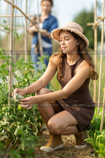 Young girl in dress tending tomatoes in her garden. Стоковое фото, фотограф Яков Филимонов / Фотобанк Лори