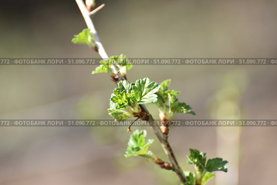 Young gooseberries. Стоковое фото, фотограф Andrew_Swarga / Фотобанк Лори
