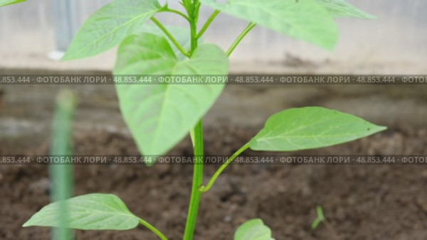 Young green pepper plant growing sprout in a black fertility soil. Top view, overhead. Vegetable seedling in the fertile dirt. Gardening mock up. Farm mockup with free space for text. Planting ground. Стоковое видео, видеограф Марина Демидюк / Фотобанк Лори