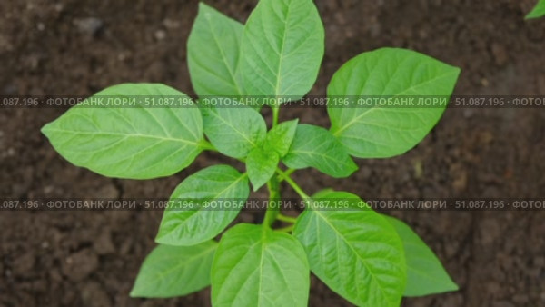 Young green pepper plant growing sprout in a black fertility soil. Top view, overhead. Vegetable seedling in the fertile dirt. Gardening mock up. Farm mockup with free space for text. Planting ground. Стоковое видео, видеограф Марина Демидюк / Фотобанк Лори