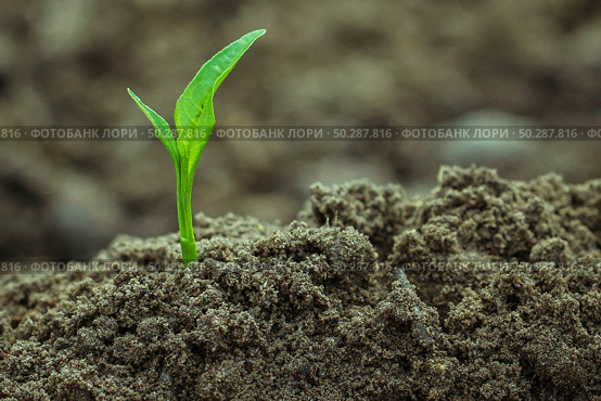 Young green Plant in a Soil. Sprout of Tree on a soil Background. New life start concept. Growing trees. Стоковое фото, фотограф Марина Демидюк / Фотобанк Лори