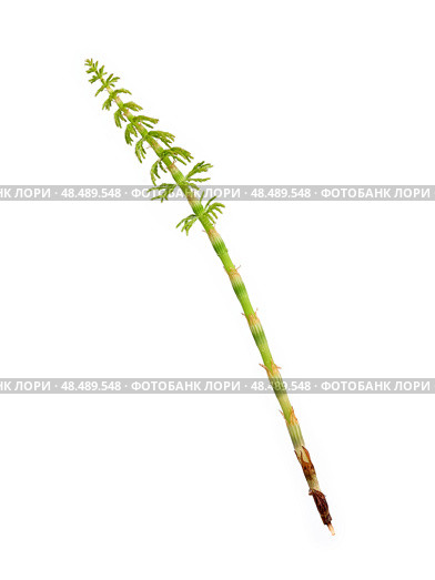 Young horsetail (Equisetum) sprig Isolated on white background, cutout ready. Стоковое фото, фотограф Елена  Попкова / Фотобанк Лори