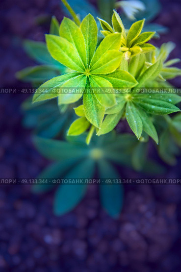 Young lupine plant over garden beet, close up, toned. Стоковое фото, агентство Ingram Publishing / Фотобанк Лори