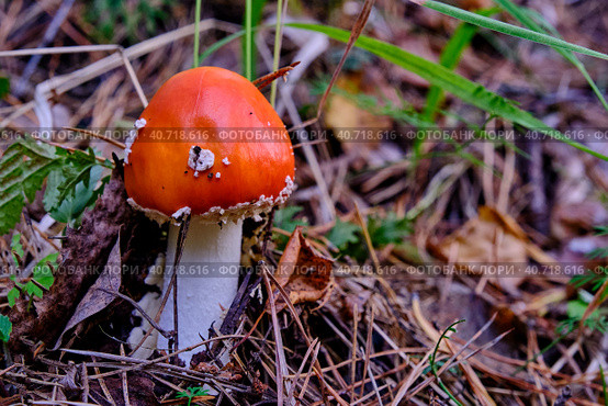 Young poisonous mushroom red amanita in the wild. Стоковое фото, фотограф Ирина Кононова / Фотобанк Лори