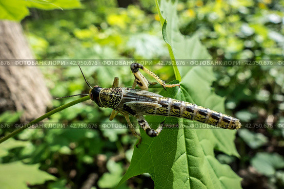 Young wingless Egyptian locust. Стоковое фото, фотограф Iva Noel / Фотобанк Лори