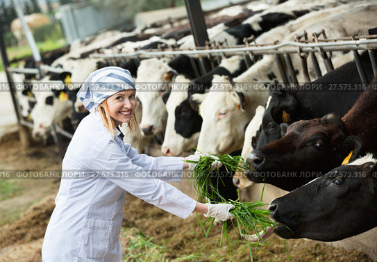 Young woman feeding cows with grass at cowhouse. Стоковое фото, фотограф Яков Филимонов / Фотобанк Лори