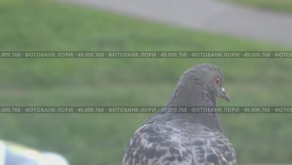 За окном сидит голубь. Стоковое видео, видеограф Валерий Иванович Клейменов / Фотобанк Лори