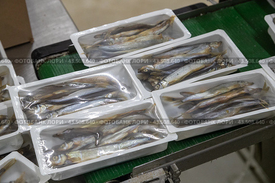 Заготовка рыбной продукции на рыболовецком судне в Баренцевом море. Стоковое фото, фотограф Николай Гернет / Фотобанк Лори