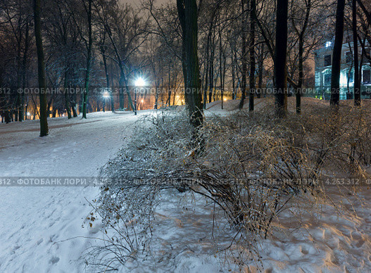 Заледеневшие деревья в парке ночью. Стоковое фото, фотограф Юрий Брыкайло / Фотобанк Лори