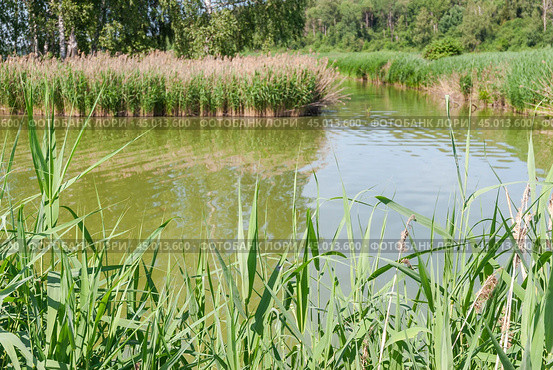 Залив реки заросший тростником обыкновенным (Phragmites australis) вперемешку  с прошлогодним (2019 год). Стоковое фото, фотограф Алёшина Оксана / Фотобанк Лори
