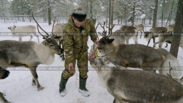 Западная Сибирь, оленевод ханты кормит северных оленей в загоне. Western Siberia, reindeer herder of the Khanty people feeds reindeer in a pen. Стоковое видео, видеограф Евгений Романов / Фотобанк Лори