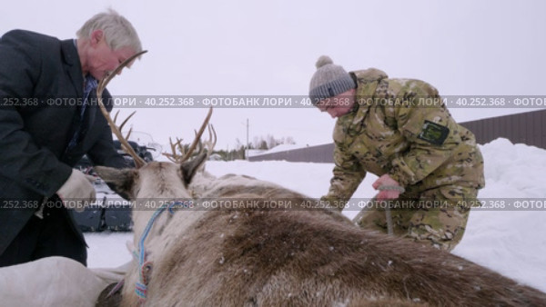 Западная Сибирь, село Русскинская: оленеводы ханты укладывают оленей на нарты. Western Siberia, Russkinskaya village: reindeer herders lay reindeer on sled. (2023 год). Стоковое видео, видеограф Евгений Романов / Фотобанк Лори