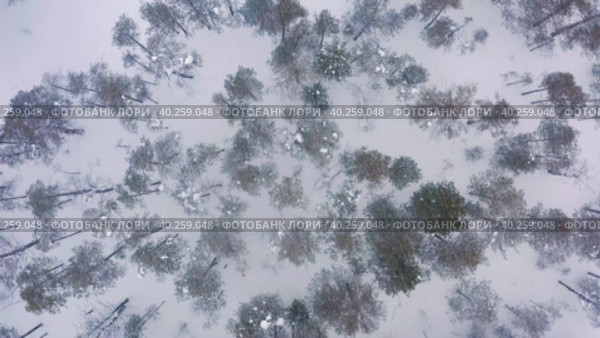 Западная Сибирь: сильный снегопад в зимней тайге. Вид с воздуха. Western Siberia: a heavy snowfall in the winter taiga. Aerial view. Стоковое видео, видеограф Евгений Романов / Фотобанк Лори