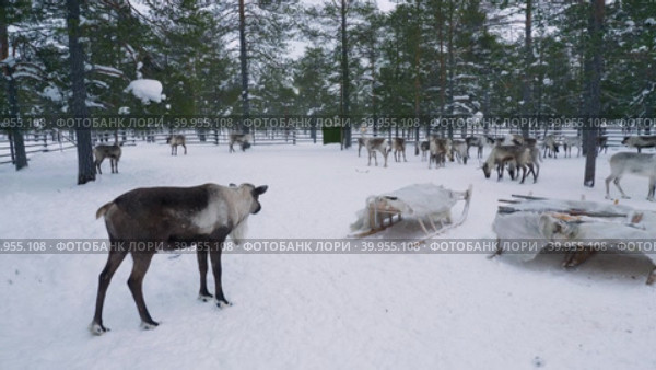 Западная Сибирь, стадо северных оленей в загоне. Western Siberia, a herd of reindeer in the corral. Стоковое видео, видеограф Евгений Романов / Фотобанк Лори