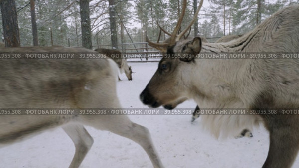 Западная Сибирь, стадо северных оленей в загоне. Western Siberia, a herd of reindeer in the corral. Стоковое видео, видеограф Евгений Романов / Фотобанк Лори