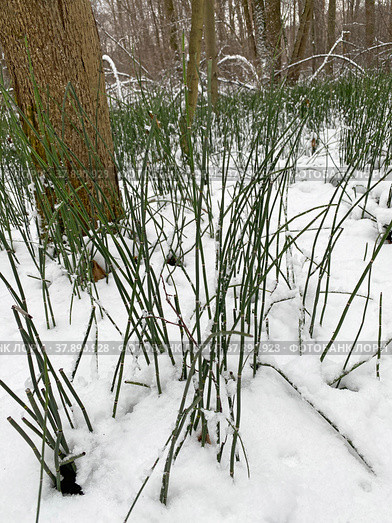 Заросли хвоща зимующего (Equisetum hyemale) в природно-историческом парке «Измайлово», Москва (2021 год). Редакционное фото, фотограф Мария Кылосова / Фотобанк Лори