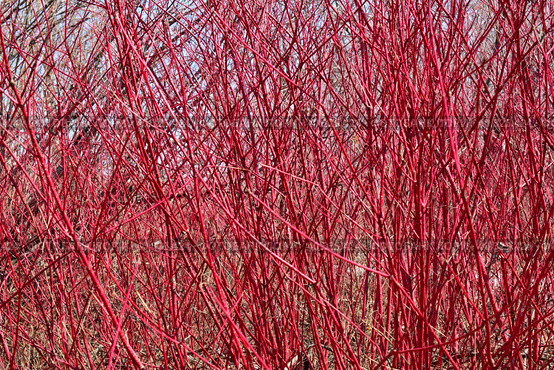 Заросли кизила. Краснотал, или Красная ива, или селуга (лат. Salix acutifolia) - вид листопадных деревьев или кустарников рода Ива (Salix) семейства Ивовые (Salicaceae). Стоковое фото, фотограф Людмила Ивашина / Фотобанк Лори