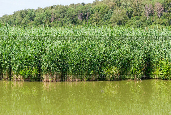Заросли тростника обыкновенного (Phragmites australis). Фрагмент (2019 год). Стоковое фото, фотограф Алёшина Оксана / Фотобанк Лори