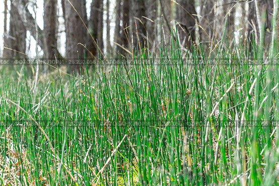 Заросли у озера Хвоща зимующего ( лат. Equisetum hyemale ) Стоковое фото, фотограф Евгений Мухортов / Фотобанк Лори