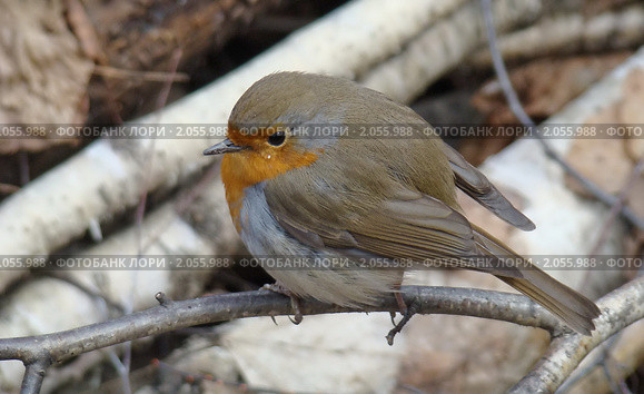 Зарянка, Малиновка, Erithacus rubecula. Стоковое фото, фотограф Александр Шилин / Фотобанк Лори