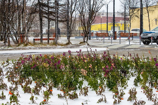 Заснеженная клумба с цветами. Первый снег в городе. Холодная осенняя погода. Похолодание. Цветы в снегу. Вид на благоустроенный сквер. Стоковое фото, фотограф Андрей Степанов / Фотобанк Лори