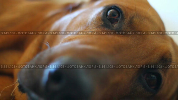 Засыпающая собака. Стоковое видео, видеограф Александр Коваленко / Фотобанк Лори