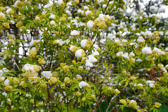 Зацветающая бузина красная (лат. Sambucus racemosa) в снегу. Снегопад в начале мая. Стоковое фото, фотограф Елена Коромыслова / Фотобанк Лори