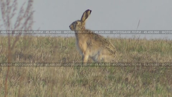 Заяц-русак на поле Lepus europaeus. Стоковое видео, видеограф Александр Мамонтов / Фотобанк Лори