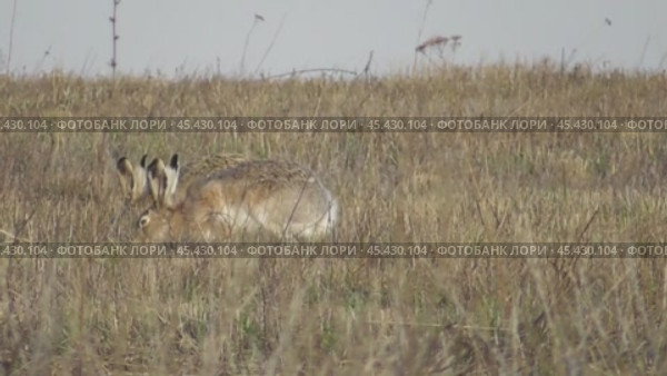 Заяц-русак на поле Lepus europaeus. Стоковое видео, видеограф Александр Мамонтов / Фотобанк Лори