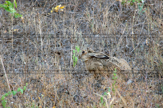 Заяц-русак прячется в сухой траве (Lepus europaeus) (2011 год). Стоковое фото, фотограф Щеголева Ольга / Фотобанк Лори