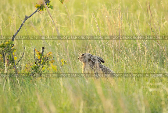 Заяц русак в высокой траве в дикой природе. Стоковое фото, фотограф Dia Wild / Фотобанк Лори