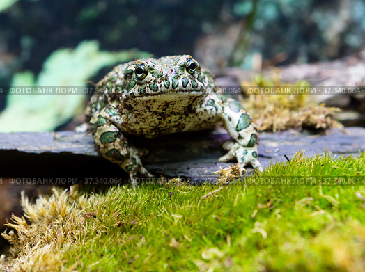 Зелёная жаба Bufo Viridis /Green Toad. Стоковое фото, фотограф Галина Савина / Фотобанк Лори