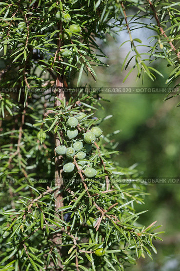Зеленые шишкоягоды на ветках можжевельника (лат. Juniperus) Стоковое фото, фотограф Елена Коромыслова / Фотобанк Лори