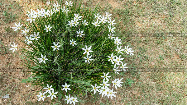 Zephyranthes flowers. Close-up. View from above. Among the thin green leaves and stems are white stellate inflorescences with yellow cores. India. Стоковое фото, фотограф Вера Ивановна Кубарева / Фотобанк Лори