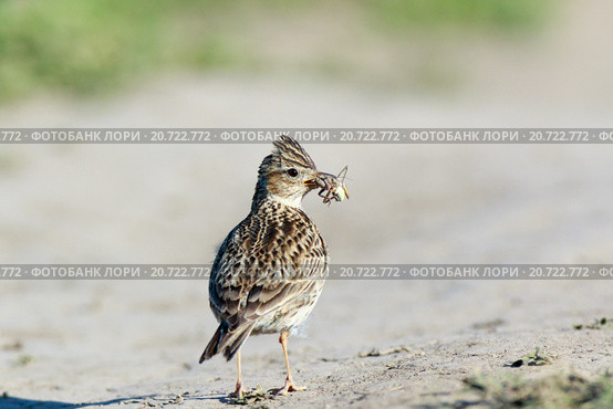 Жаворонок полевой. Skylark (Alauda arvensis). Стоковое фото, фотограф Василий Вишневский / Фотобанк Лори