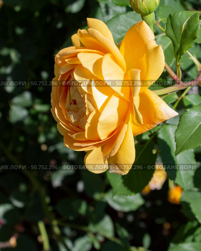 Жёлтая роза крупным планом. Роза цветёт в саду. Солнечный летний день. Yellow rose rose close up. Rose blooming in a cottage garden. Стоковое фото, фотограф Volha Zhurauliova / Фотобанк Лори
