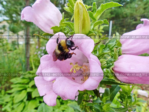 Желто-черный шмель (лат. Bombus) собирает нектар с колокольчика. Стоковое фото, фотограф Сергей Елизарьев / Фотобанк Лори