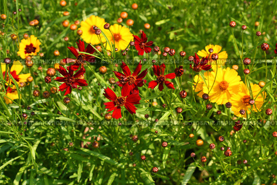 Желтые и красные цветы. Кореопсис красильный Меценат (Coreopsis tinctoria) Стоковое фото, фотограф Щеголева Ольга / Фотобанк Лори