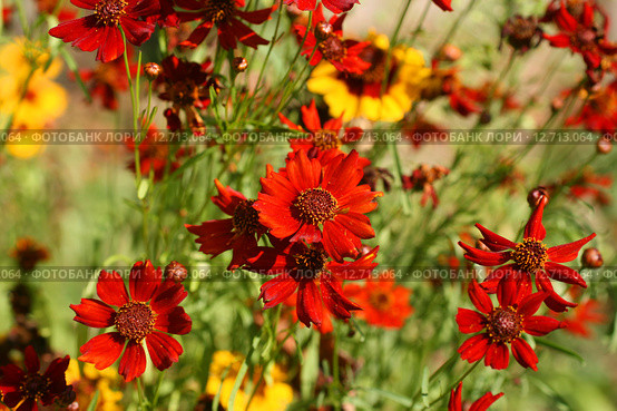 Желтые и красные цветы кореопсиса. Кореопсис красильный Меценат (Coreopsis tinctoria) Стоковое фото, фотограф Щеголева Ольга / Фотобанк Лори