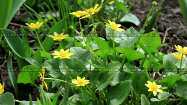 Желтые лютики (Ranunculus ficaria) (Ficaria verna) Стоковое видео, видеограф Артем Поваров / Фотобанк Лори