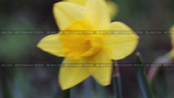 Желтые нарциссы Yellow daffodils (Narcissus poeticus) Стоковое видео, видеограф Ольга Сейфутдинова / Фотобанк Лори