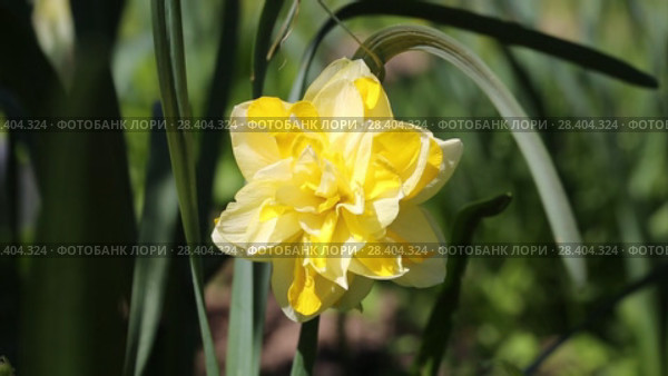 Желтые нарциссы Yellow daffodils (Narcissus poeticus) Стоковое видео, видеограф Ольга Сейфутдинова / Фотобанк Лори