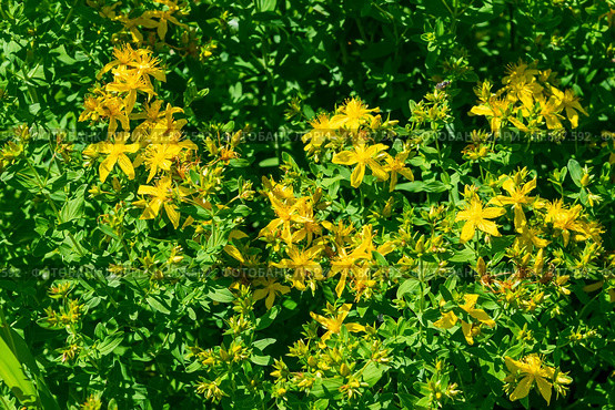 Желтые цветы лекарственного растения зверобой Hypericum perforatum. Стоковое фото, фотограф Любовь Демус / Фотобанк Лори