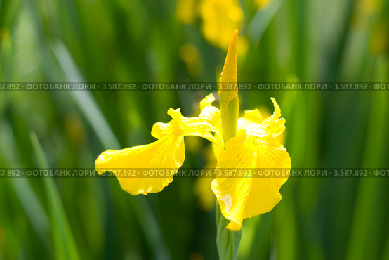 Желтый ирис болотный (Iris pseudacorus) Стоковое фото, фотограф Альбина Ялунина / Фотобанк Лори
