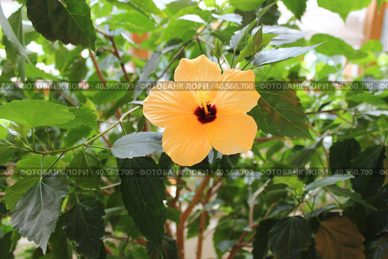 Желтый китайский гибискус (Hibiscus rosa-sinensis) Стоковое фото, фотограф Елена Орлова / Фотобанк Лори